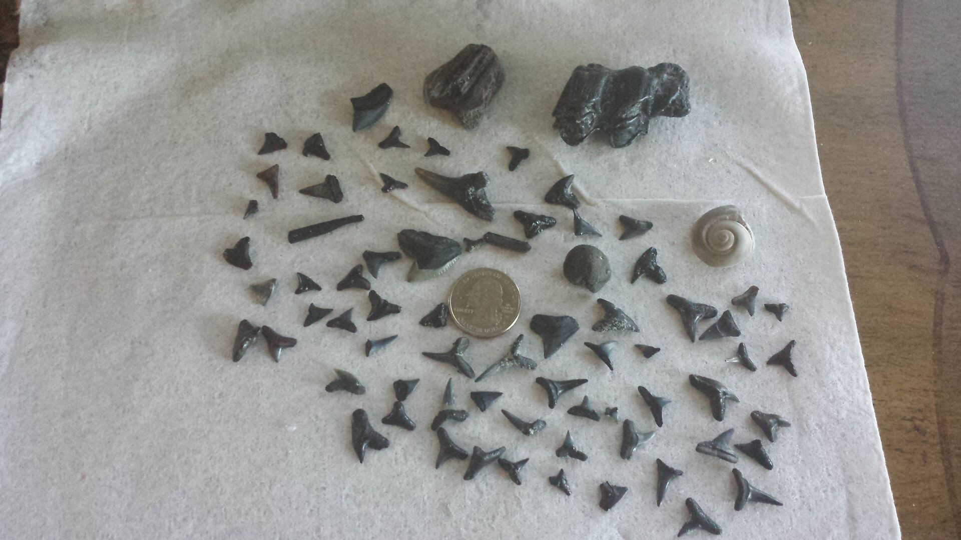 Shark tooth collection